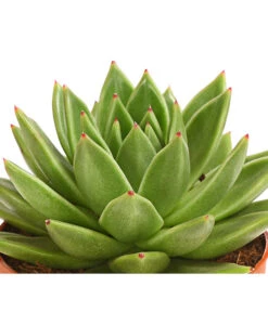 Echeverie - Echeveria Agavoides -Ecopotos Geschaft 8672636 WE DE 001 EcheveriaAgavoidesT10DehnerExpressHerzig