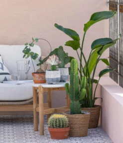 Kaktus-Wolfsmilch - Euphorbia Ingens -Ecopotos Geschaft 8673246 WE MO 001 KaktusWolfsmilchEuphorbiaIngens