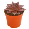 Echeverie - Echeveria Agavoides 'Taurus' -Ecopotos Geschaft 8681017 PR FS 001 EcheveriaTaurusDehnerExpressHerzig