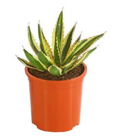 Agave 'Cuba' - Agave, Verschiedene Sorten -Ecopotos Geschaft 8683484 PR FS 001 AgavenMixCubaT12DehnerExpressHerzig