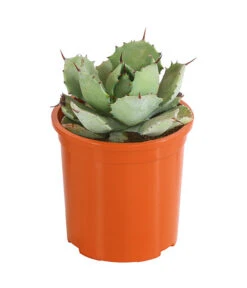 Agave 'Cuba' - Agave, Verschiedene Sorten -Ecopotos Geschaft 8683484 PR FS 002 AgavenMixCubaT12DehnerExpressHerzig