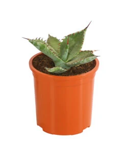 Agave 'Cuba' - Agave, Verschiedene Sorten -Ecopotos Geschaft 8683484 PR FS 004 AgavenMixCubaT12DehnerExpressHerzig