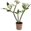 Frangipani - Plumeria Alba 1 Frangipani - Plumeria Alba -Ecopotos Geschaft 8691180 WE FS 001 PlumeriaT18MixOstroFrangipani