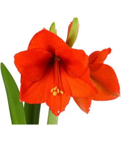 Amaryllis - Hippeastrum-Hybride -Ecopotos Geschaft 8700809 PR DE 001 AmaryllisHippeastrum2TrieberT13DehnerExpressHerzig