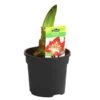 Amaryllis - Hippeastrum-Hybride -Ecopotos Geschaft 8700809 PR FS 001 HippeastrumExoticStriped2TrDehnerExpressHerzig
