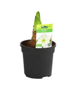 Amaryllis - Hippeastrum-Hybride -Ecopotos Geschaft 8700809 PR FS 004 HippeastrumArcticWithe2TrDehnerExpressHerzig
