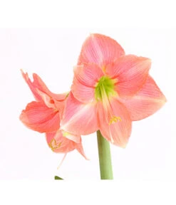 Amaryllis - Hippeastrum-Hybride -Ecopotos Geschaft 8700809 WE DE 001 AmaryllisHippeastrumMultifloraRittersternT17DehnerExpressHerzigOW
