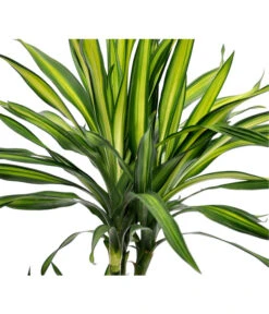 Drachenbaum - Dracaena Fragrans 'Rikki' -Ecopotos Geschaft 8703340 BildD 001 DrachenbaumRikkiDracDereRikki3T