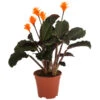 Korbmarante - Calathea Crocata -Ecopotos Geschaft 8707523 PR FS 001 CalatheaCrocata3TrT14 DehnerExpressHerzig