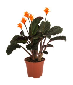 Korbmarante - Calathea Crocata