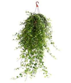 Efeu - Hedera Helix 'Mein Herz', Ampel