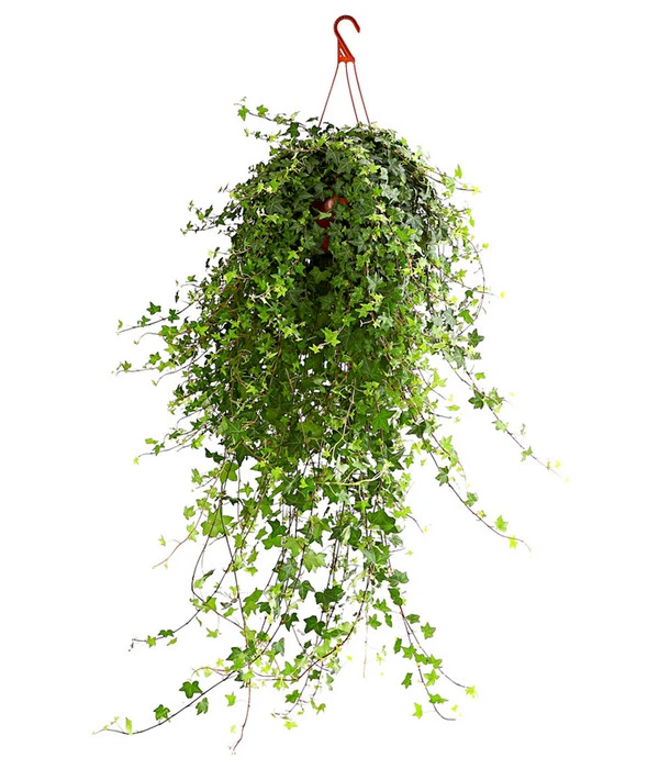 Efeu - Hedera Helix 'Mein Herz', Ampel 3 Efeu - Hedera Helix 'Mein Herz', Ampel