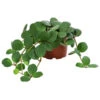 Peperomie - Peperomia Pecunifolia -Ecopotos Geschaft 8712556 WE FS 001 PeperomiaPecunifolia Peperomie