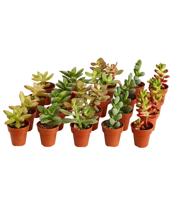 Mini Sukkulenten, Verschiedene Sorten 3 Mini Sukkulenten, Verschiedene Sorten