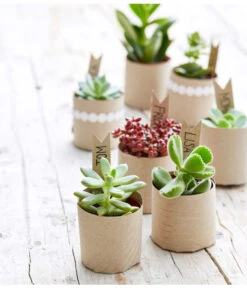 Mini Sukkulenten, Verschiedene Sorten 6 Mini Sukkulenten, Verschiedene Sorten -Ecopotos Geschaft 8722514 PR MO 002 Sukkulenten