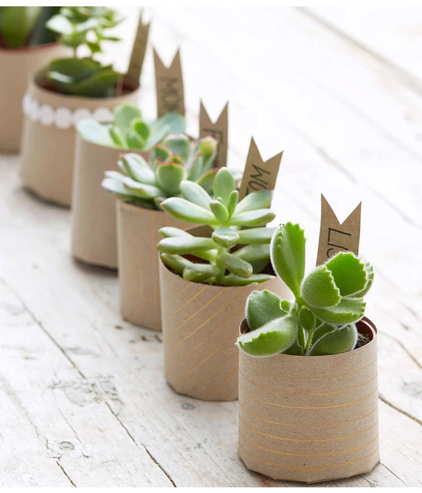 Mini Sukkulenten, Verschiedene Sorten 5 Mini Sukkulenten, Verschiedene Sorten – Bild 3