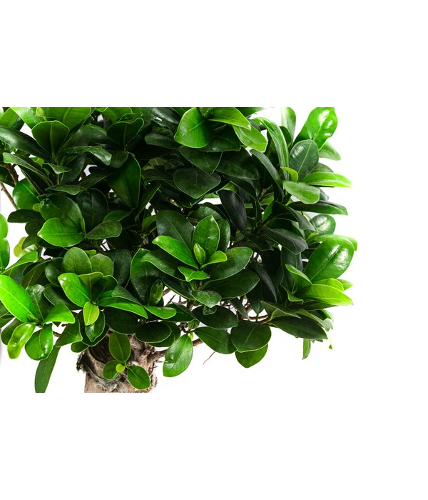 Chinesische Feige - Ficus Microcarpa 4 Chinesische Feige - Ficus Microcarpa – Bild 2