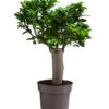 Chinesische Feige - Ficus Microcarpa -Ecopotos Geschaft 8723280 WE FS 001 FicusMicrocarpaT19