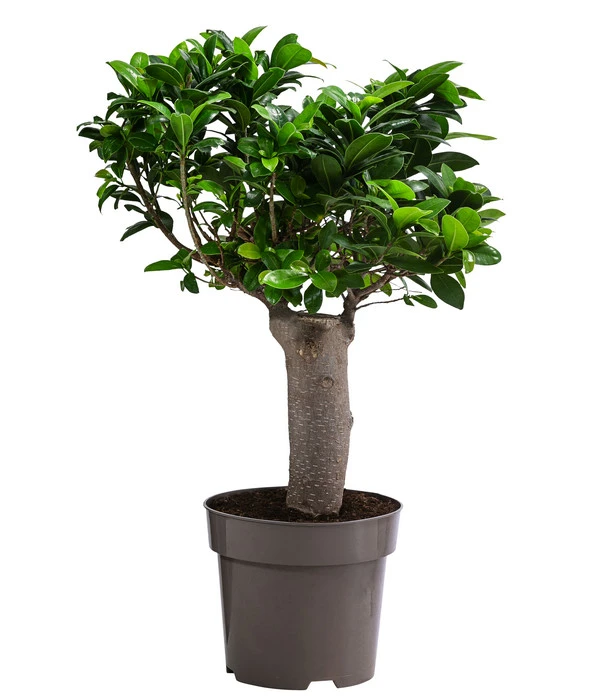 Chinesische Feige - Ficus Microcarpa 3 Chinesische Feige - Ficus Microcarpa