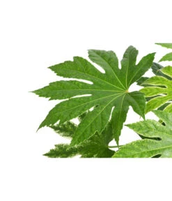 Zimmeraralie - Fatsia Japonica Variegata 'Spider's Web' 5 Zimmeraralie - Fatsia Japonica Variegata 'Spider's Web' -Ecopotos Geschaft 8737868 WE DE 001 ZimmeraralieSpidersWeb