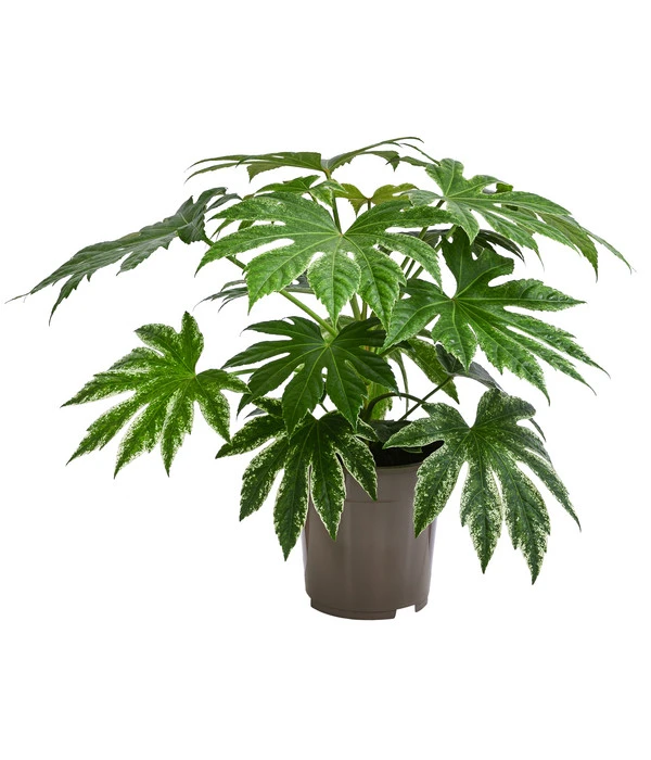 Zimmeraralie - Fatsia Japonica Variegata 'Spider's Web' 3 Zimmeraralie - Fatsia Japonica Variegata 'Spider's Web'