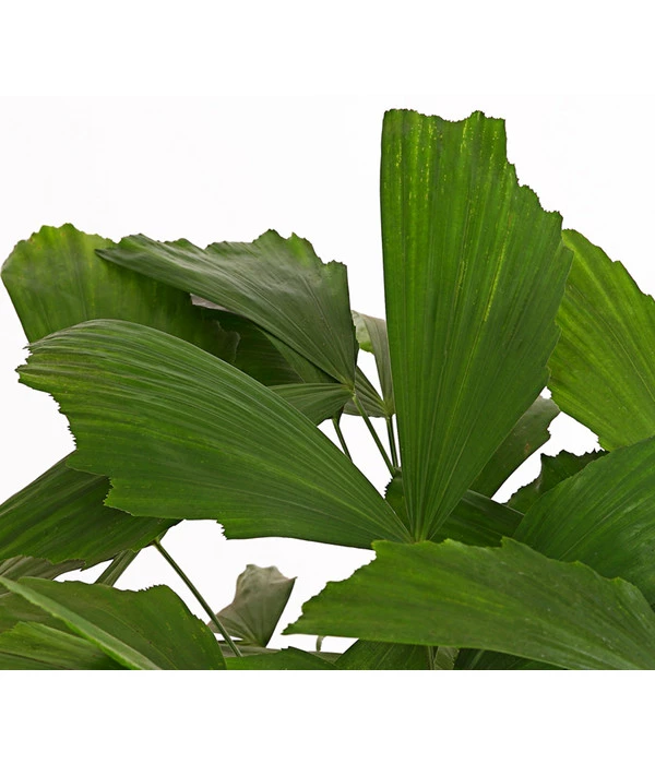 Fischschwanzpalme - Caryota Mitis 4 Fischschwanzpalme - Caryota Mitis – Bild 2