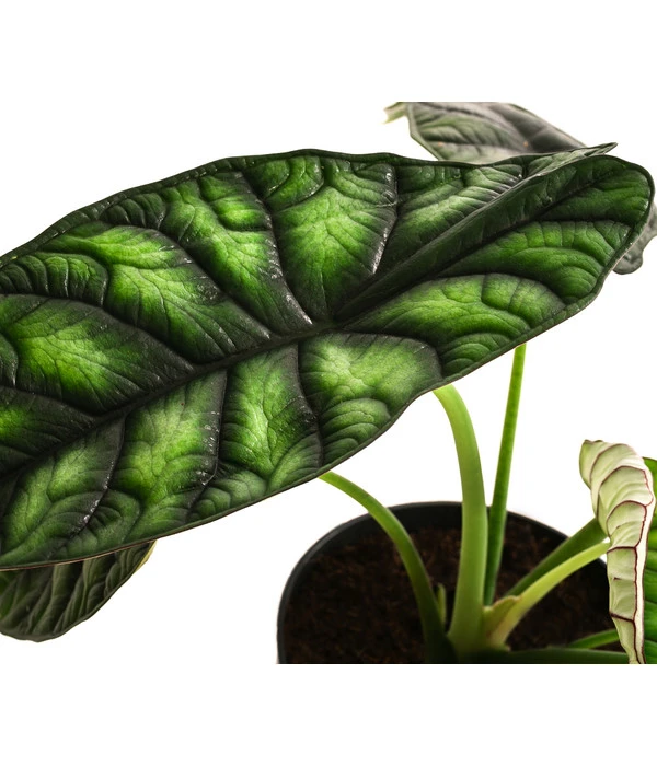 Pfeilblatt - Alocasia Baginda 'Dragon Scale' 5 Pfeilblatt - Alocasia Baginda 'Dragon Scale' – Bild 3