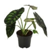 Pfeilblatt - Alocasia Baginda 'Dragon Scale' 2 Pfeilblatt - Alocasia Baginda 'Dragon Scale' -Ecopotos Geschaft 8742314 WE FS 001 AlocasiaDragonScaleT14