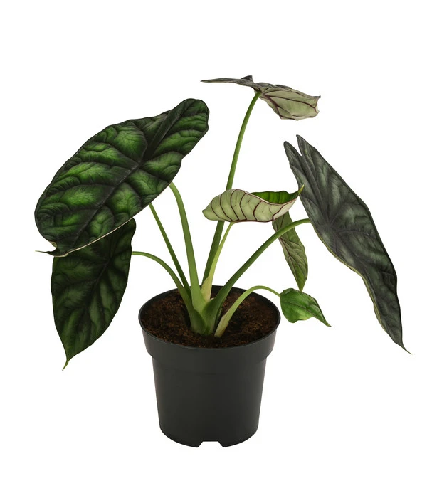 Pfeilblatt - Alocasia Baginda 'Dragon Scale' 3 Pfeilblatt - Alocasia Baginda 'Dragon Scale'