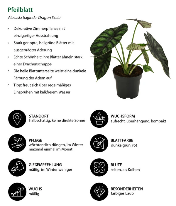 Pfeilblatt - Alocasia Baginda 'Dragon Scale' 4 Pfeilblatt - Alocasia Baginda 'Dragon Scale' – Bild 2