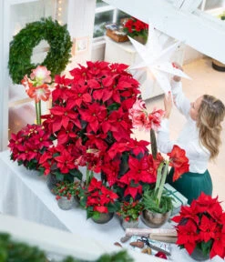 Amaryllis - Hippeastrum-Hybride -Ecopotos Geschaft 874704 WE MO 001 WeihnachtsblueherRot