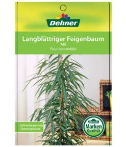 Langblättriger Feigenbaum - Ficus Binnendijkii 'Alii' 8 Langblättriger Feigenbaum - Ficus Binnendijkii 'Alii' -Ecopotos Geschaft 8754525 LangblaettrigeFeigeAliiEtikett1