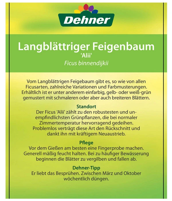 Langblättriger Feigenbaum - Ficus Binnendijkii 'Alii' 6 Langblättriger Feigenbaum - Ficus Binnendijkii 'Alii' – Bild 4