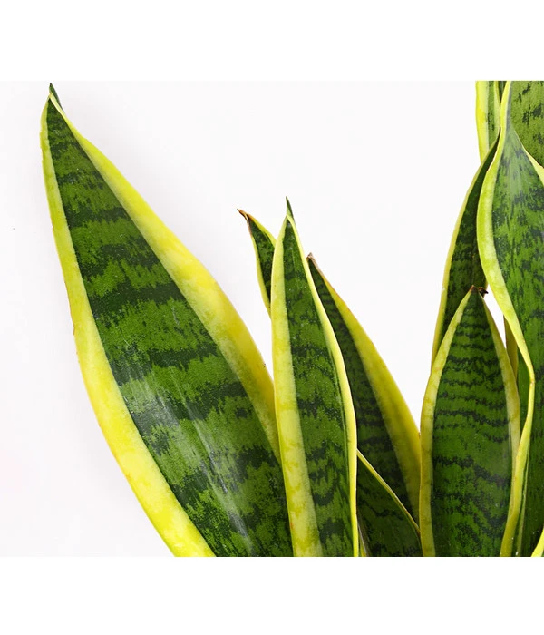 Bogenhanf - Sansevieria Trifasciata Var. Laurentii 7 Bogenhanf - Sansevieria Trifasciata Var. Laurentii – Bild 5