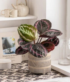 Korbmarante - Calathea 'Dottie' 6 Korbmarante - Calathea 'Dottie' -Ecopotos Geschaft 8763526 7977879 WE MO 001 Calathea