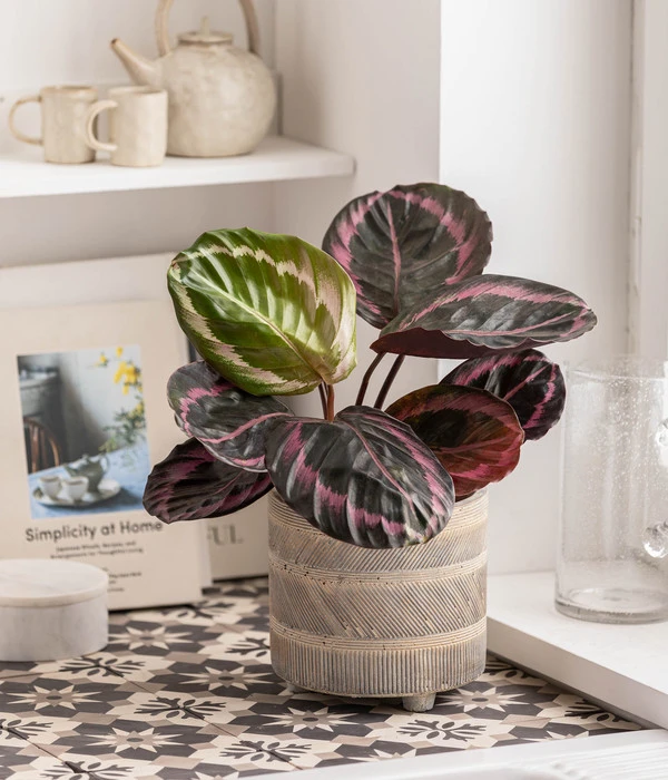 Korbmarante - Calathea 'Dottie' 4 Korbmarante - Calathea 'Dottie' – Bild 2