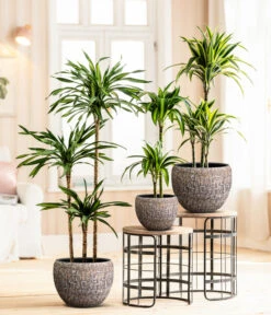 Drachenbaum - Dracaena Fragrans 'Rikki' -Ecopotos Geschaft 8775108 8511545 WE MO 001 DracaenaDeremensisRikki Lana