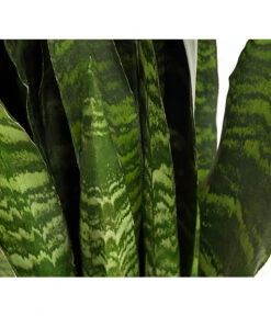 Bogenhanf - Sansevieria 'Black Coral' -Ecopotos Geschaft 8776155 PR DE 001 SansevieriaBlackCoralT21DehnerExpressHerzig