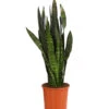 Bogenhanf - Sansevieria 'Black Coral' -Ecopotos Geschaft 8776155 PR FS 001 SansevieriaBlackCoralT21DehnerExpressHerzig