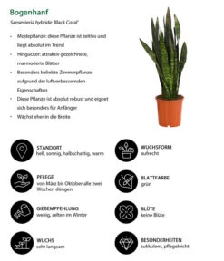 Bogenhanf - Sansevieria 'Black Coral' -Ecopotos Geschaft 8776155 WE IG 001 BogenhanfSansevieriaBlackCoralT21DehnerExpressHerzig