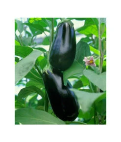 Dehner Gourmet Garten Aubergine, Veredelt 9 Dehner Gourmet Garten Aubergine, Veredelt -Ecopotos Geschaft 8830051 BildFS 001 AubergineCarmenGgAubergineCarmen