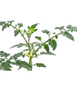 Zuckertomate, Orange -Ecopotos Geschaft 8830101 WE DE 003 ZuckertomateOrangeResistent