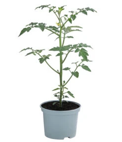 Zuckertomate, Orange -Ecopotos Geschaft 8830101 WE FS 002 ZuckertomateOrangeResistent