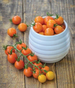 Zuckertomate, Orange -Ecopotos Geschaft 8830101 WE MO 002 Zuckertomate