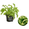 Bio Wasabi Rauke Im Pottburri®-Topf 2 Bio Wasabi Rauke Im Pottburri®-Topf -Ecopotos Geschaft 8830291 WE FS 001 BioPBWasabiRaukePottburri DehnerExpresssHerzig