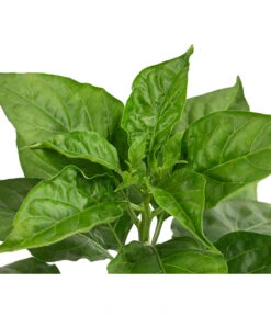 Chili 'Habanero', Rot -Ecopotos Geschaft 8830333 WE DE 002 ChiliHabaneroRot