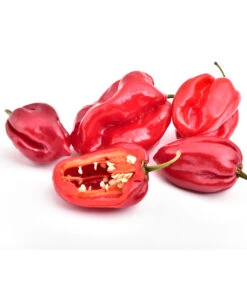 Chili 'Habanero', Rot -Ecopotos Geschaft 8830333 WE FS 001 ChiliHabaneroRot