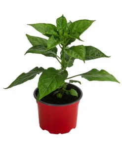 Chili 'Habanero', Rot -Ecopotos Geschaft 8830333 WE FS 002 ChiliHabaneroRot