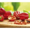 Chili 'Habanero', Rot 2 Chili 'Habanero', Rot -Ecopotos Geschaft 8830333 WE MO 002 ChiliHabaneroRot