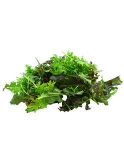 Bio Asia Wildkräuter Im Pottburri®-Topf 9 Bio Asia Wildkräuter Im Pottburri®-Topf -Ecopotos Geschaft 8830473 WE DE 002 BioPBAsiaWildkraeuter